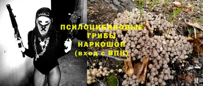 даркнет сайт  Буинск  Псилоцибиновые грибы Psilocybine cubensis 